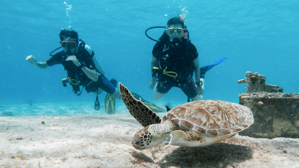 duikers kijken naar schildpad tijdens discover scuba diving cursus