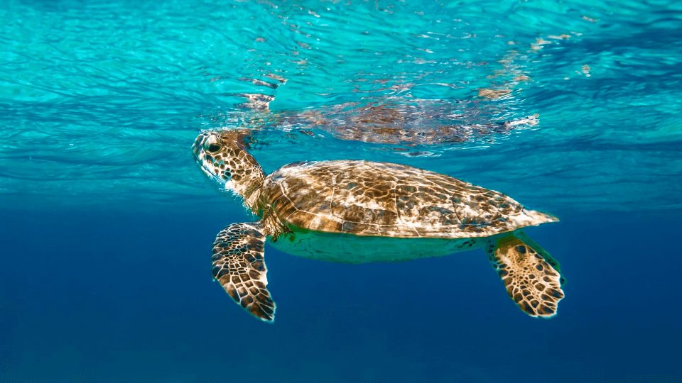 schildpad zwemmend aan de oppervlakte op Bonaire