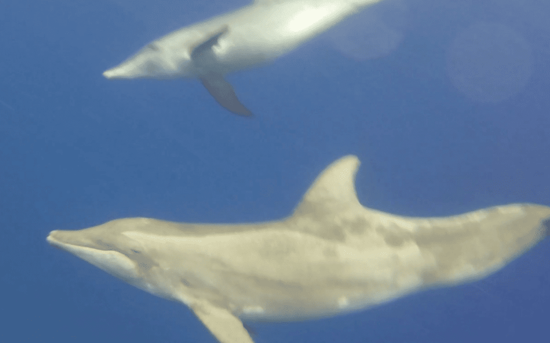 Zo Kan JIJ Dolfijnen Spotten Op Bonaire!