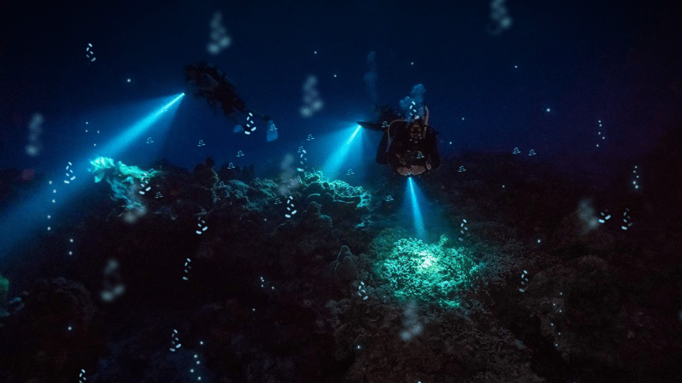 bioluminescent paringsritueel door de Ostracoden 's nachts