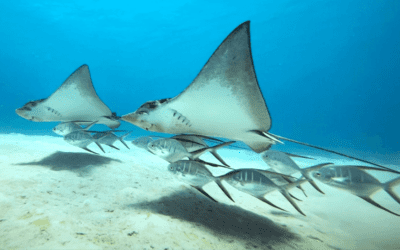 Top 6 Best Dive Sites Bonaire 2023