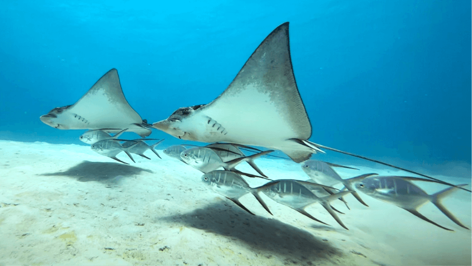 Top 6 Best Dive Sites Bonaire 2023