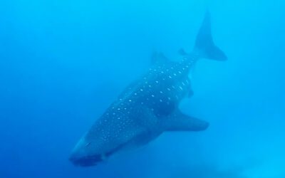 WOW! Bekijk deze walvishaai op Bonaire
